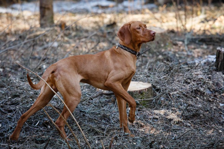 Гравис Игнис питомник