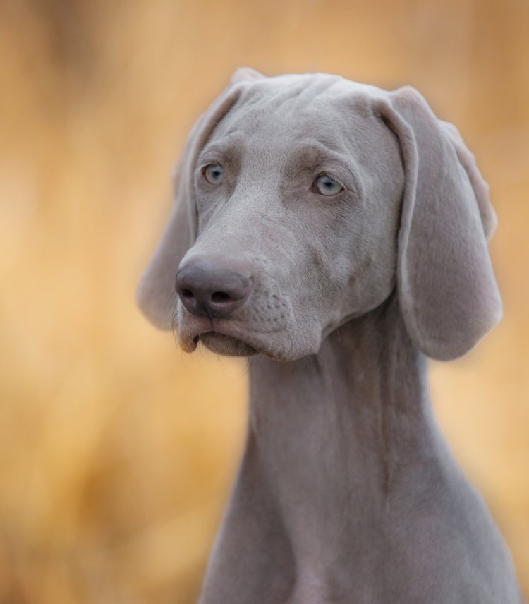 Венгерская выжла с хвостом