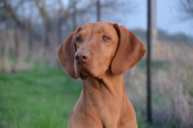Венгерская выжла короткошерстная