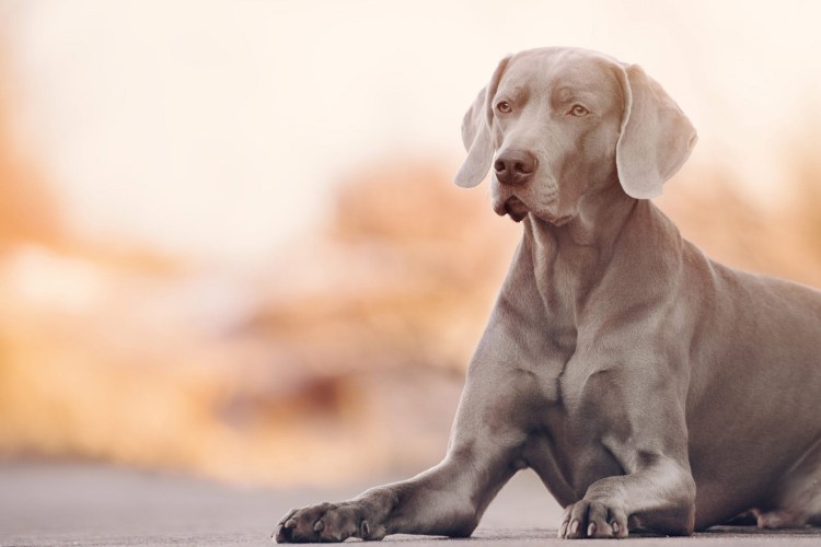 Pre Vizsla old Version