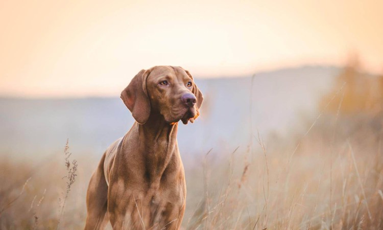 Венгерская выжла серая