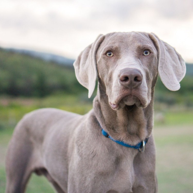 Гончая Веймаранер