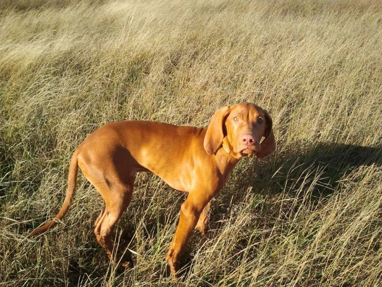 Порода собак Веймаранер