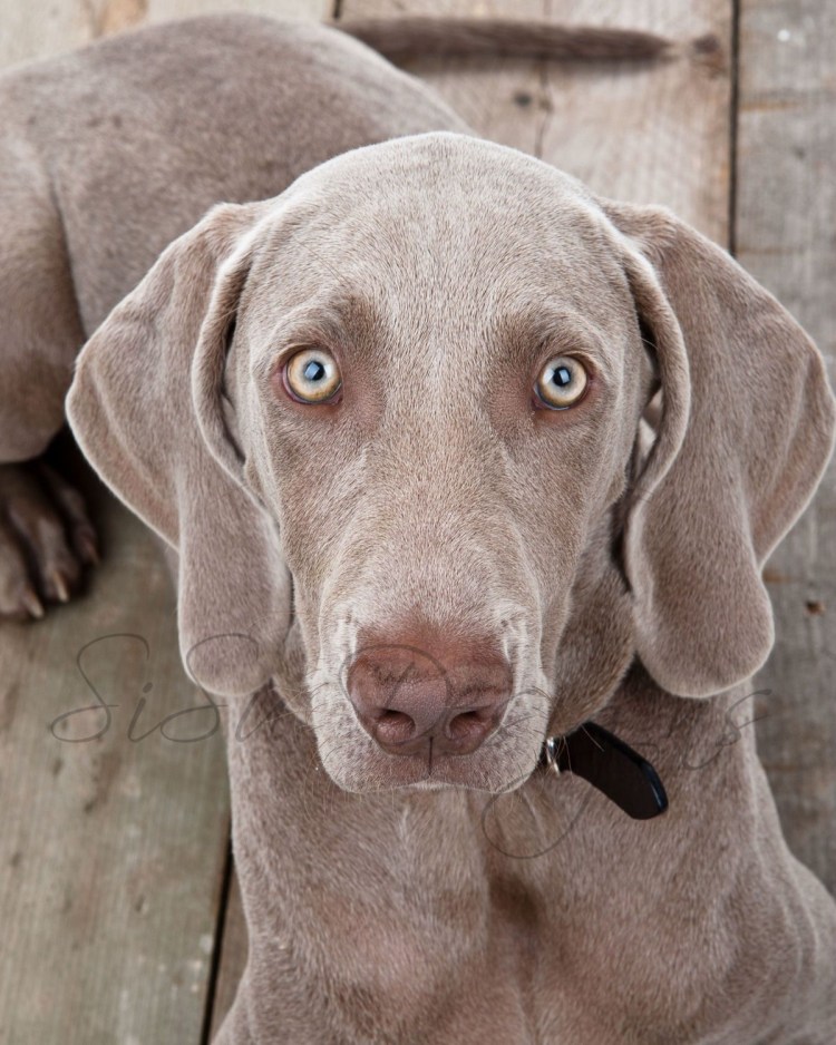Веймаранер и Пойнтер