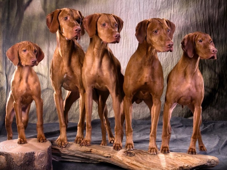 Выжла и Веймаранер