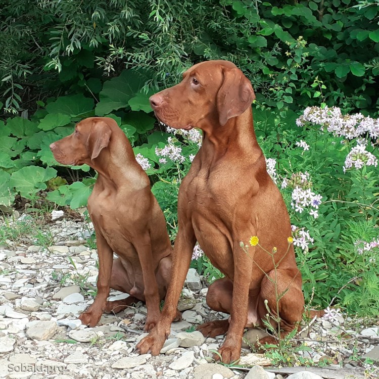 Белорусская выжла