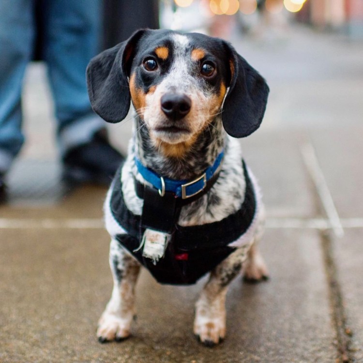 Помесь Джек Рассела и таксы