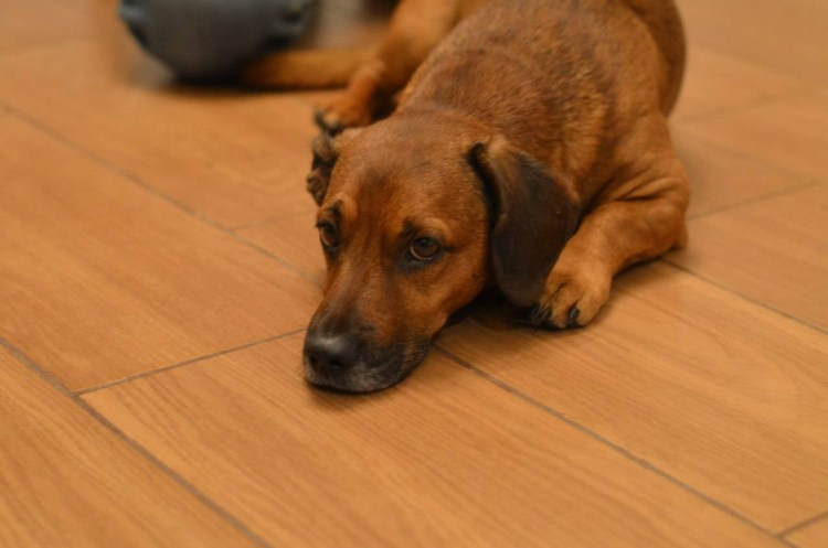 Бигль и Джек Рассел