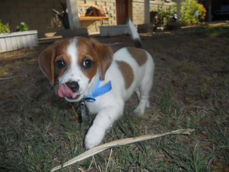 Джек Рассел терьер помесь