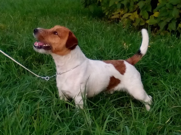 Цвергпинчер Рассел метис