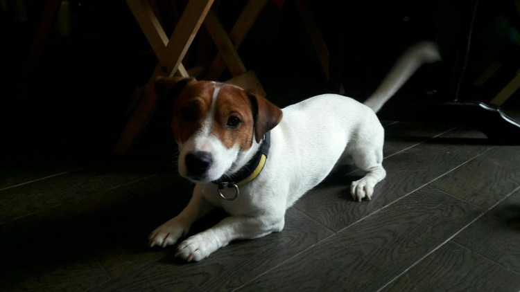 Лабрадор Джек