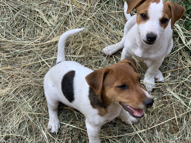 Метис Джек Рассела и таксы