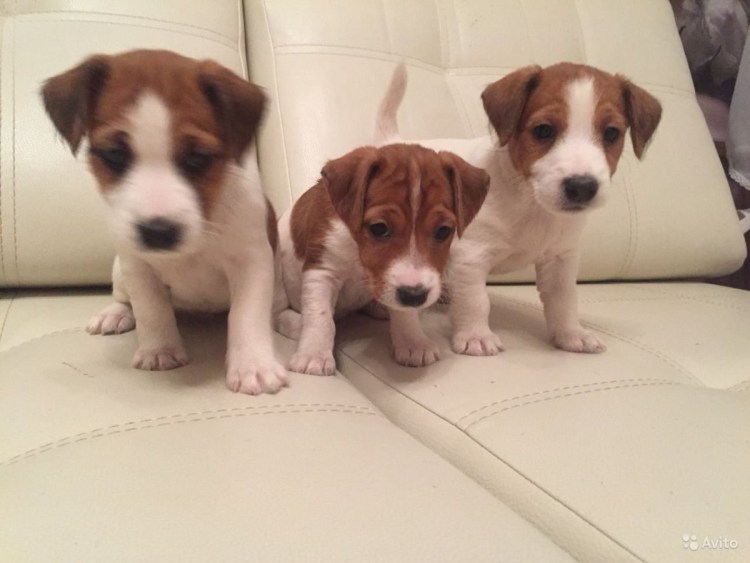 Метис Джек Рассела