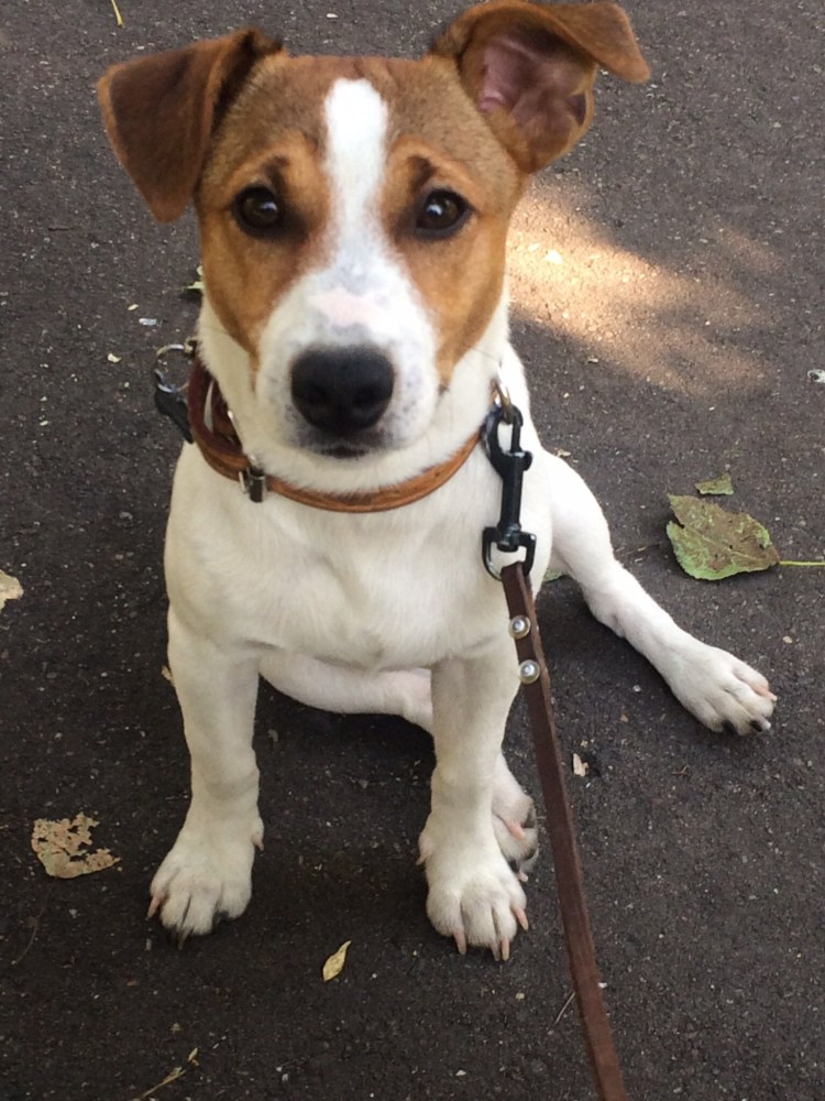 Метис Джек Рассела и таксы