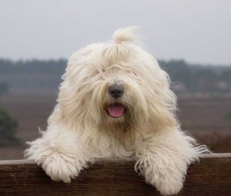 Шотландская бородатая колли