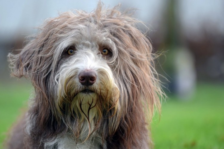 Бобтейл собака