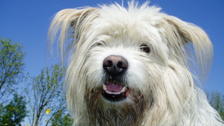 Огненный тибетский мастиф