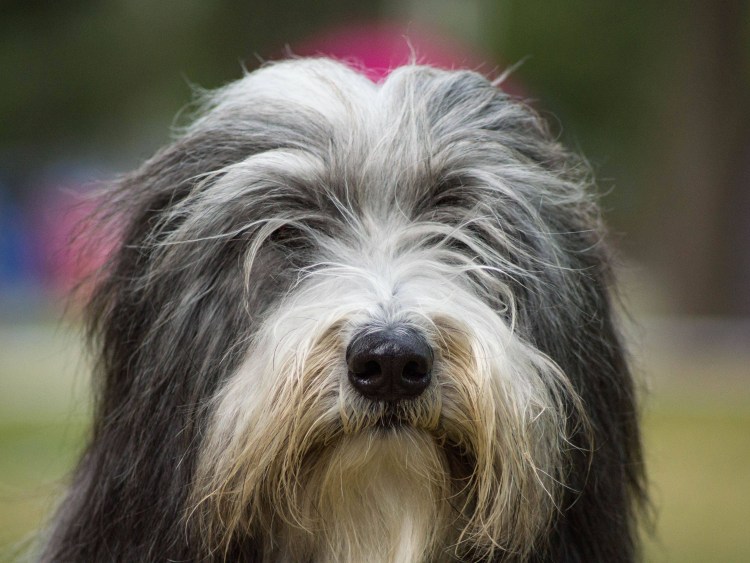 Порода собак Голден дудль