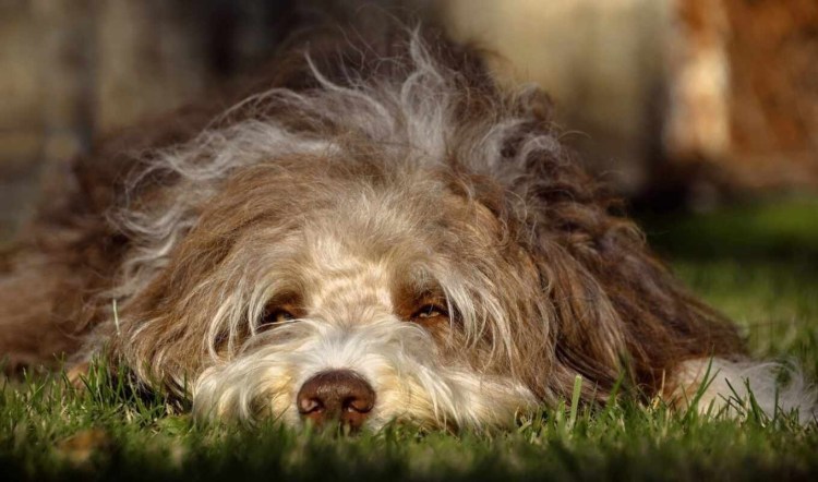 Венгерская овчарка Комондор щенки