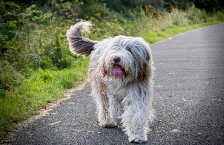 Собака Бергамаско (бергамская овчарка)