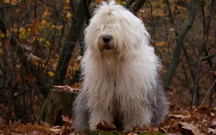 Лохматая собака