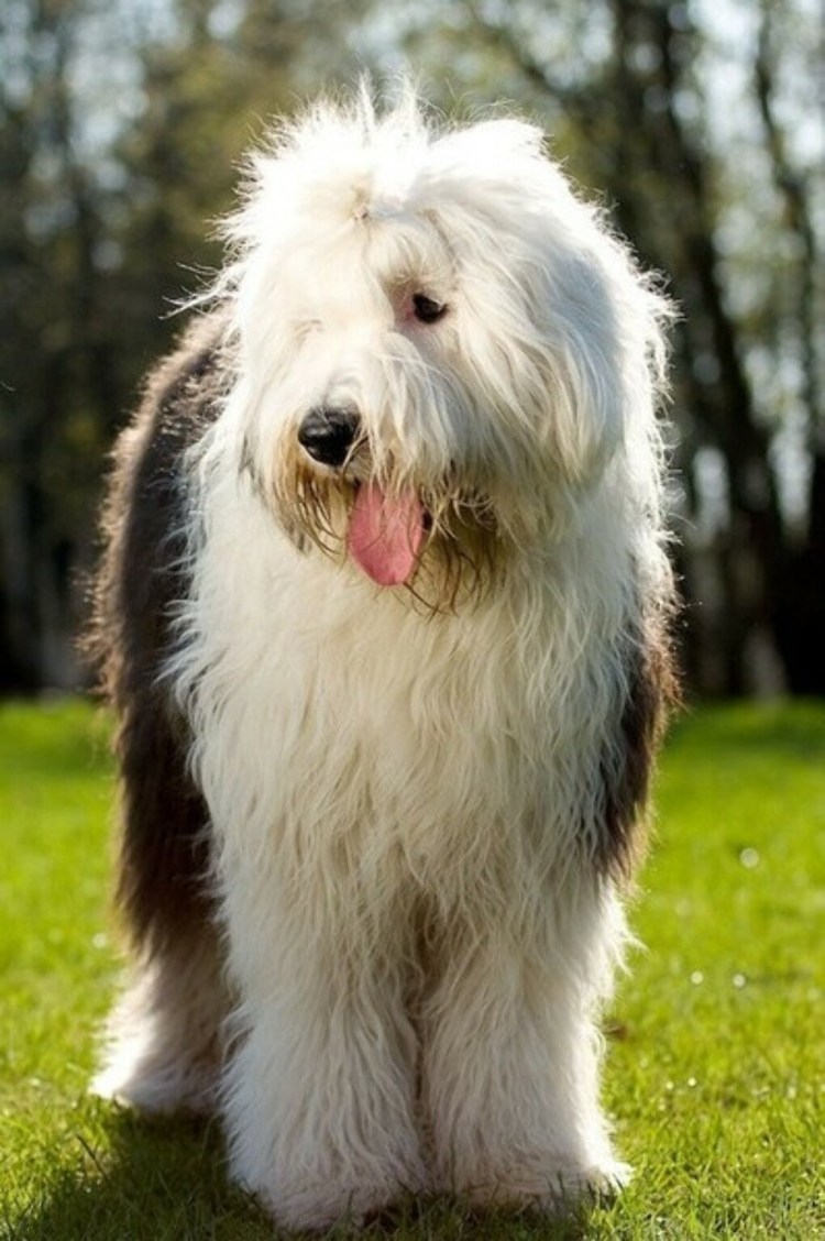 Бергамская овчарка Командор