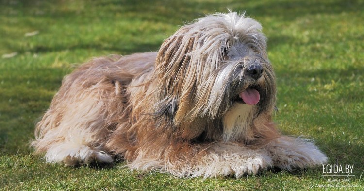 Комондор венгерская овчарка