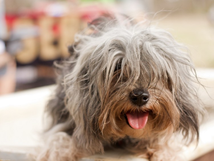 Староанглийская овчарка