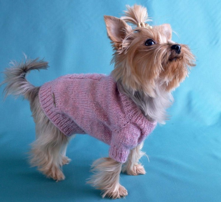Одежда для собак мелких пород чихуахуа