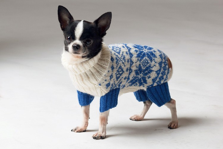 Вязаная одежда для собак