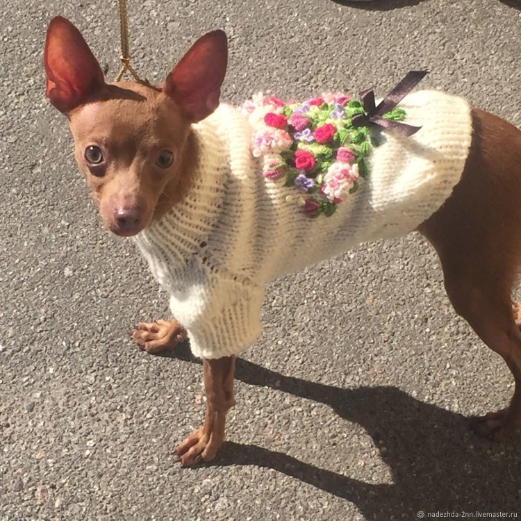 Свитерок для той терьера