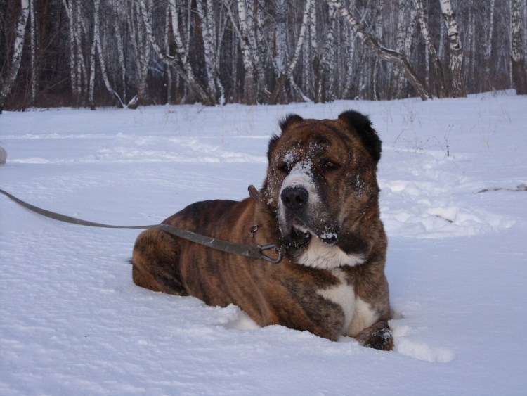 Смесь питбуля и алабая фото