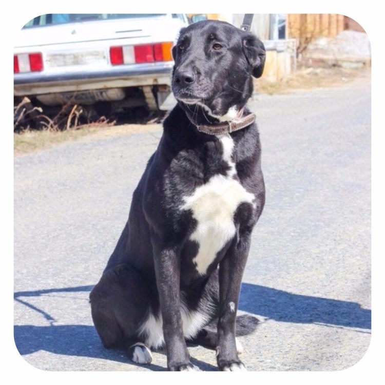 Метис питбуль волкодав