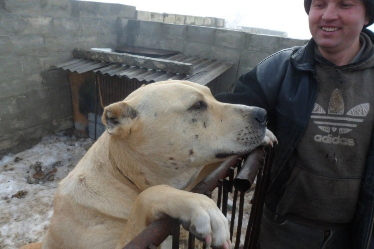 Метис питбуль и алабай