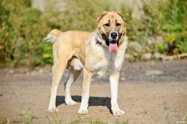 Метис алабая с охотничьей