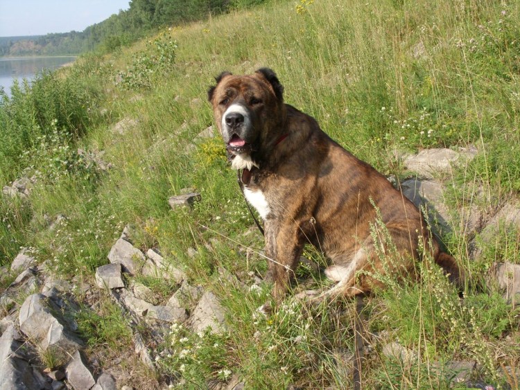 Метис азиата и лабрадора