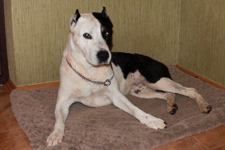 Метис питбуля и алабая