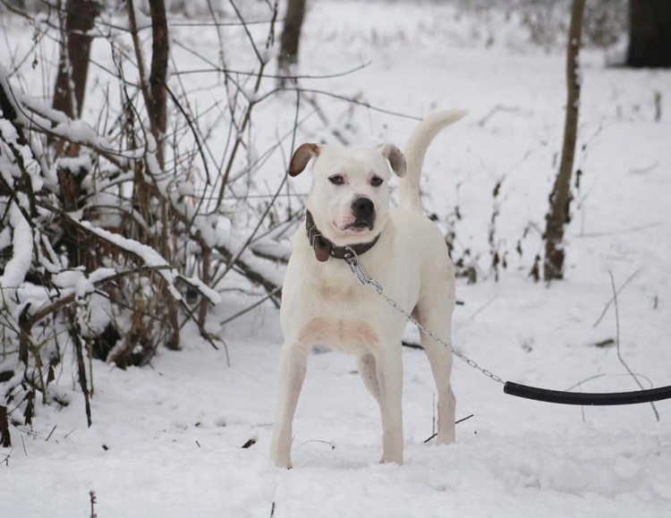 Стаффордширский терьер помесь
