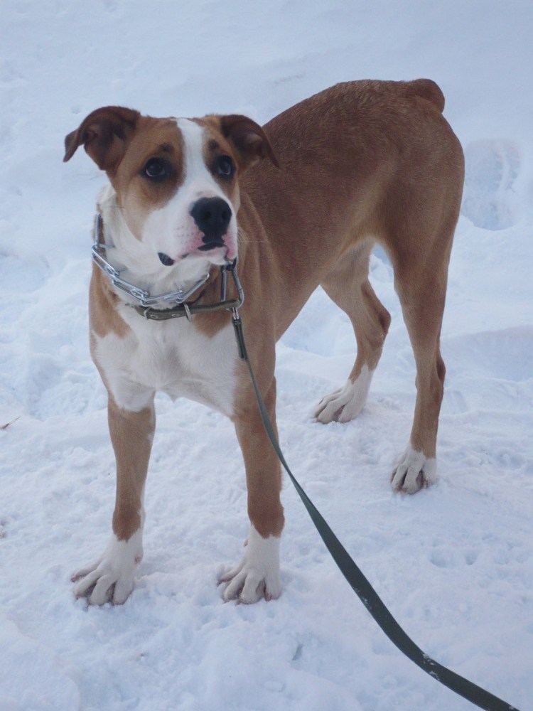 Найдена лайка Зерноград