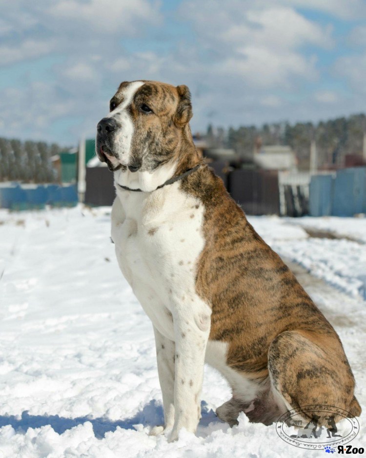 Среднеазиатская овчарка бульдозер