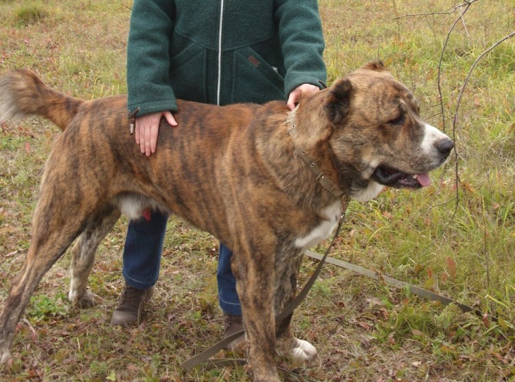 Метис питбуля и алабая