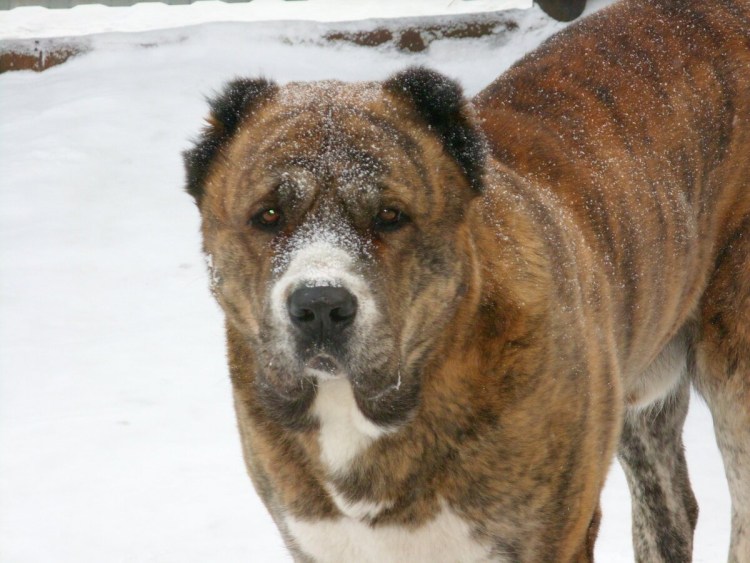 Алабай Хан Чаир