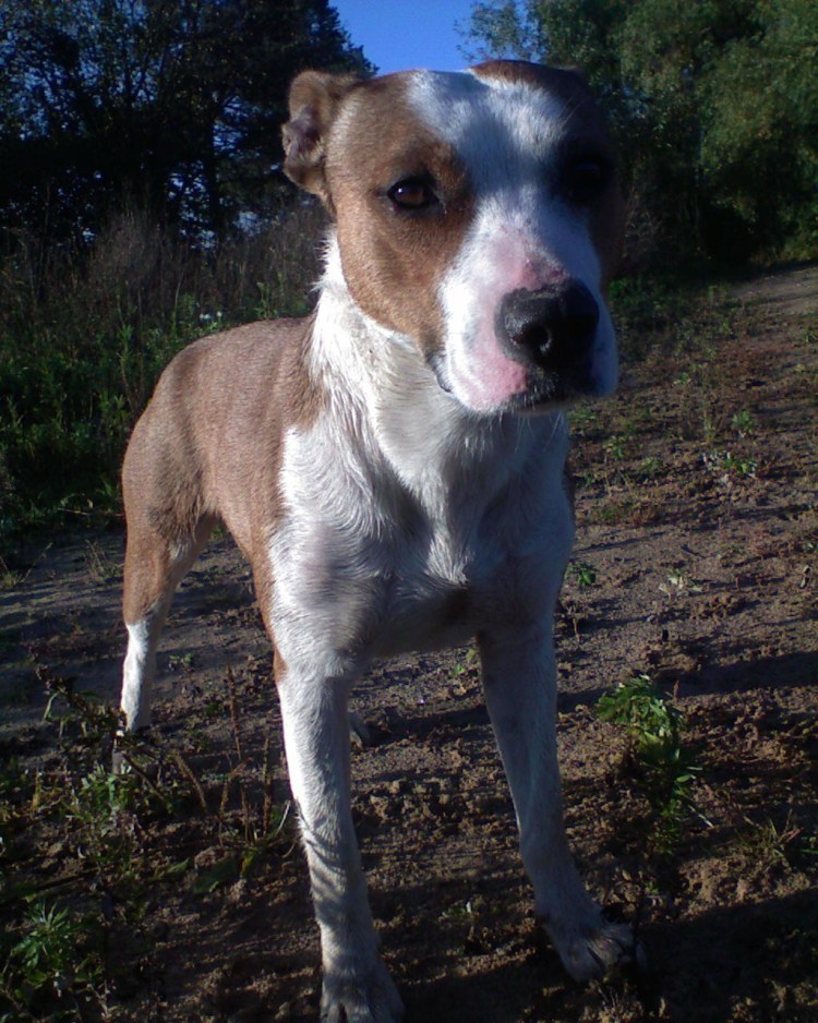 Метис таксы и бультерьера