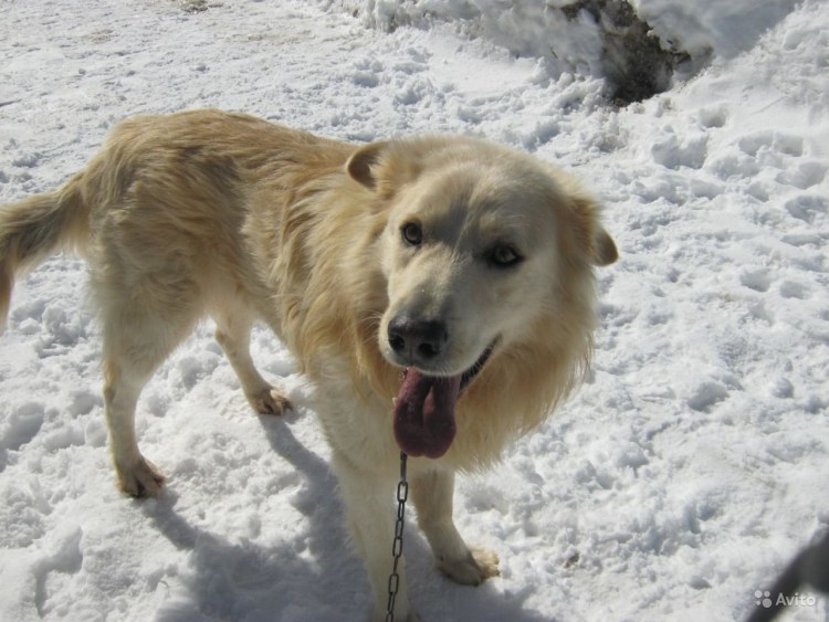 Пойнтер питбуль