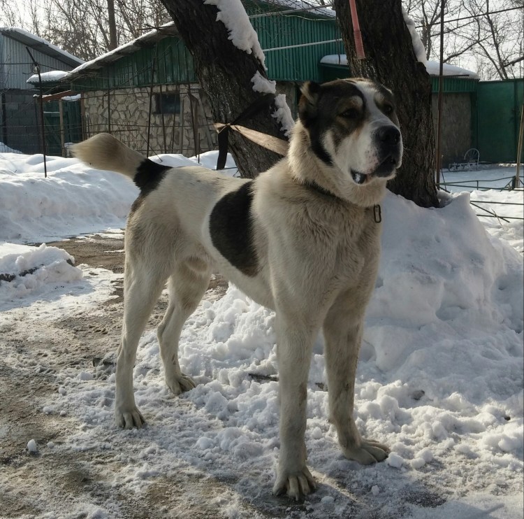 Метис дога и алабая