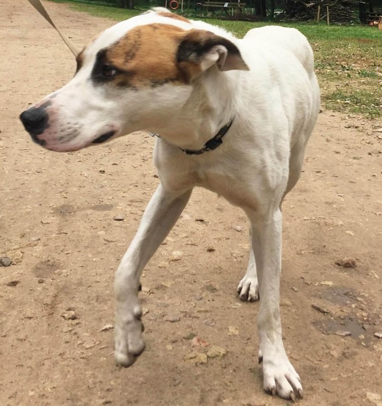 Метис питбуля и алабая