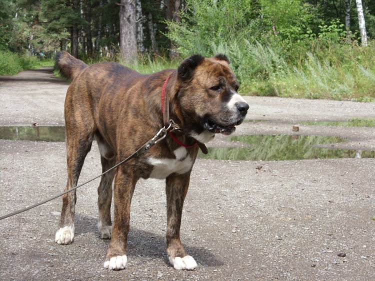 Кхан собака алабай