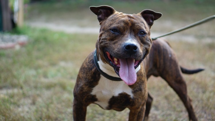 Метис маламута и Стаффорд