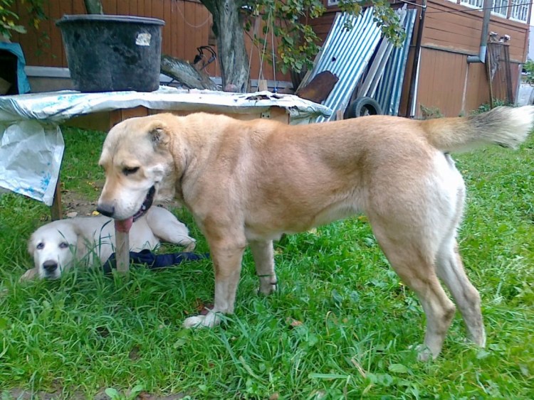 Метис алабая и стаффорда