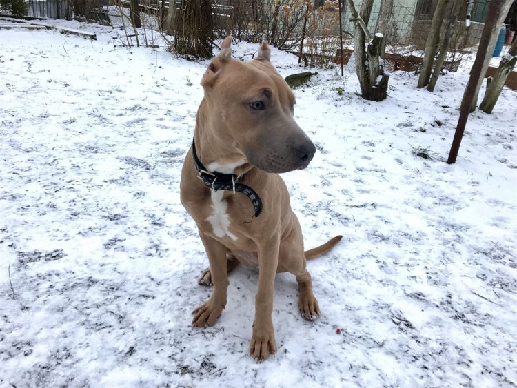 Алабай длинношерстный фото